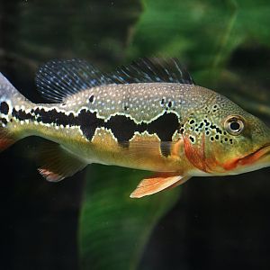 Fogo Peacock Bass (Cichla mirianae)