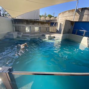 3rd Patagonian sea lion enclosure