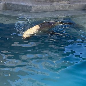 Patagonian sea lion image 2