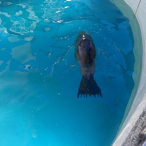Patagonian sea lion image 3