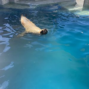 Patagonian sea lion image 4