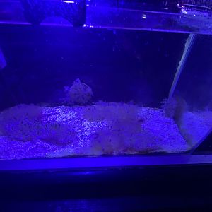 Upside down jellyfish aquarium