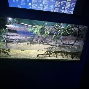 Mangrove aquarium