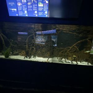 2nd mangrove aquarium