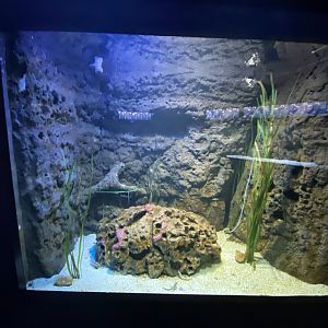 Seahorse, razor fish and pipefish aquarium