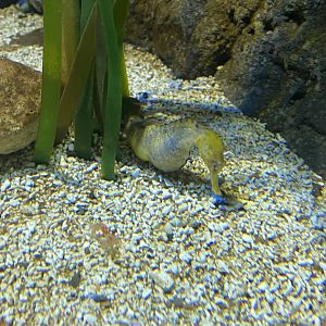 Long snout seahorse