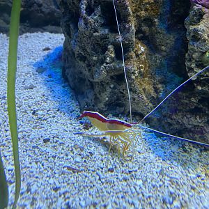 Cleaner shrimp
