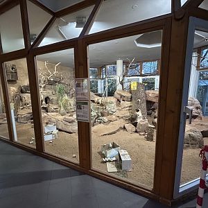 Indoor Dwarf Mongoose & Red-billed Hornbill Exhibit