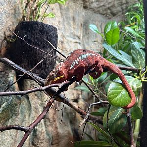 Panther Chameleon