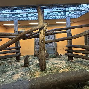 Indoor Guinea Baboon Exhibit