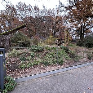 Meerkat & Yellow Mongoose Exhibit