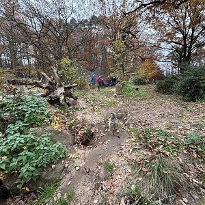 Meerkat & Yellow Mongoose Exhibit