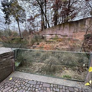 Bat-eared Fox Exhibit