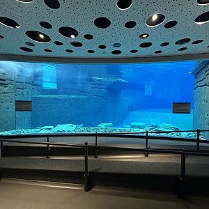 Bottlenose Dolphins Underwater Viewing (temporarily empty)