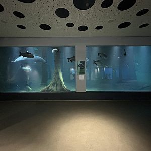 Manatee Underwater Viewing