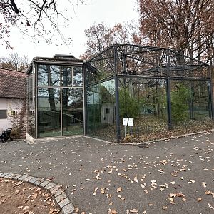 White-handed Gibbon Exhibit