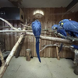 Indoor Hyacinth Macaw Exhibit
