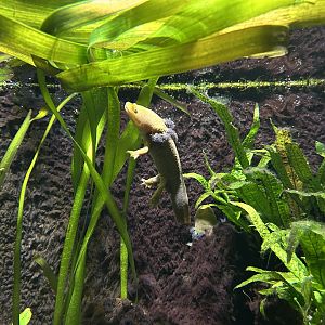 Lake Patzcuaro Salamander