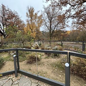 Saharan Striped Polecat Exhibit