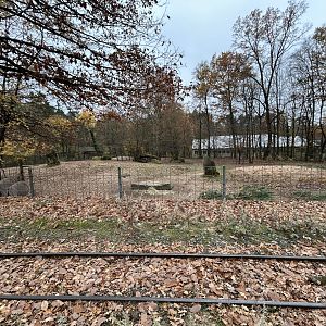 Somali Wild Ass Exhibit