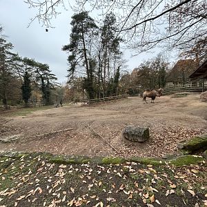 Bactrian Camel & Kulan Exhibit