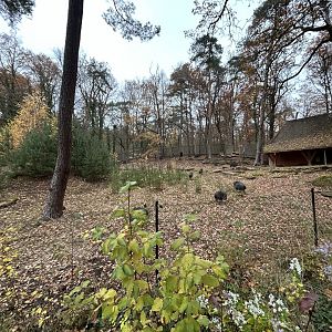 Chacoan Peccary Exhibit