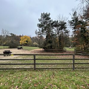 Cape Buffalo Exhibit