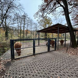 Scottish Highland Cattle Exhibit