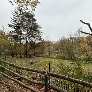 Yellow-back Duiker Exhibit