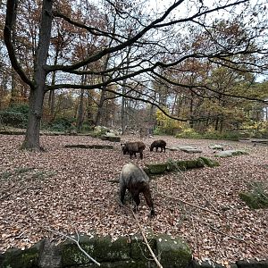 Mishmi Takin & Bharial Exhibit