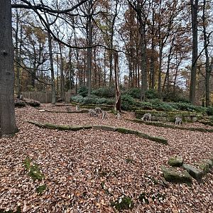 Mishmi Takin & Bharial Exhibit