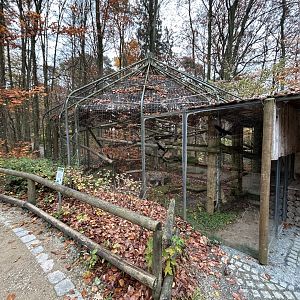 Eurasian Lynx Exhibit #2 (former marten)