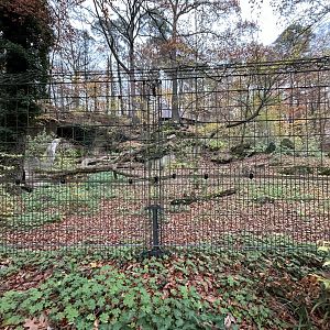 Eurasian Lynx Exhibit