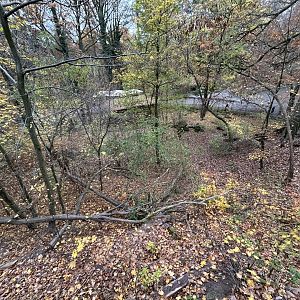 Eurasian Lynx Exhibit