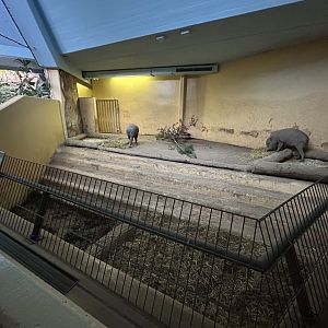 Indoor Babirusa Exhibit