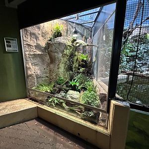 Chinese Crocodile Lizard & Vietnamese Mossy Frog Exhibit