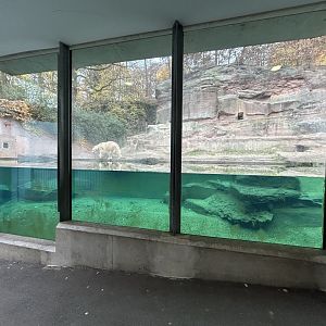 Polar Bear Underwater Viewing