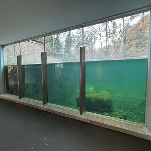 Humboldt Penguin Underwater Viewing