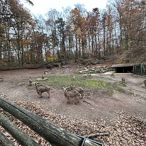 Barbary Sheep Exhibit