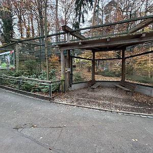 Snow Leopard Exhibit