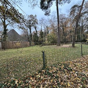 Red Forest Duiker Exhibit