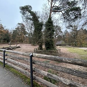 American Bison Exhibit