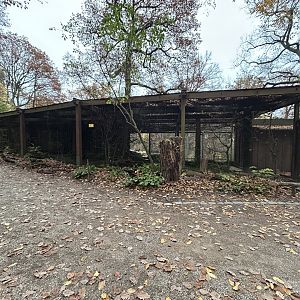 Northern Hawk Owl Aviary