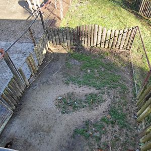 Red river hog exhibit