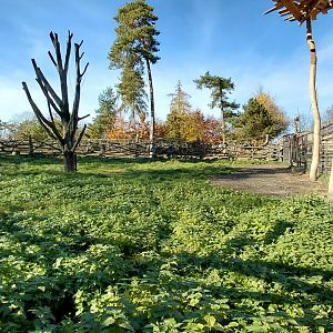 Rothschild's giraffe outdoor exhibit