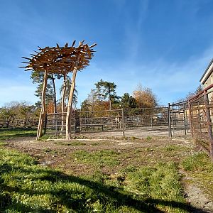 Rothschild's giraffe outdoor exhibit