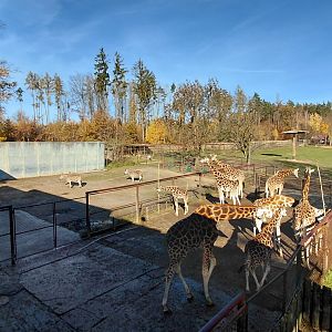 Rothschild's giraffe outdoor exhibit