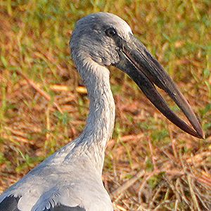 Open-billed stork