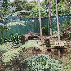 Close up of the jaguar habitat