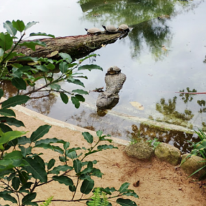 Broad snouted caiman and terrapins
